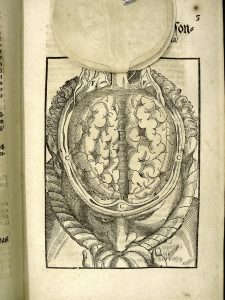 Cerebral convolutions Bartisch