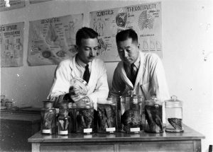 Winston W. Pettus (left) and Ying-Kai Wu (right) examine lung specimens, 1945.