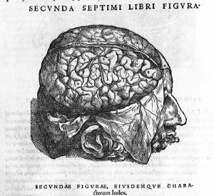 Cerebral cortex, corpus callosum